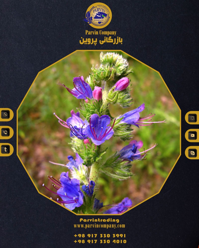 خرید عمده گل گاوزبان و قیمت 11 مرداد 1405 | بازرگانی پروین
